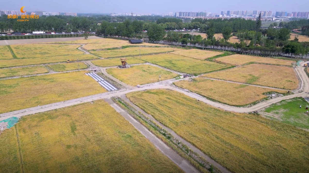 环城生态区骑游记——风吹麦浪