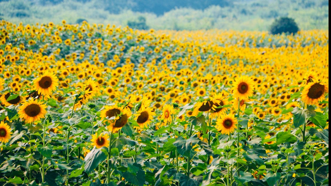 图说温江丨向阳而生  最是灿烂夺目