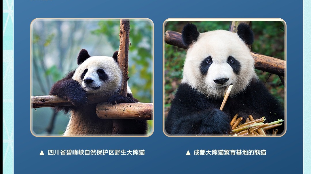 本周五，看成都！