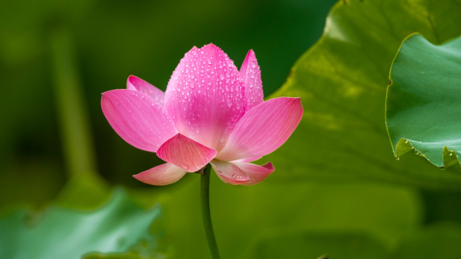 图说温江丨荷花满池  盛夏有时