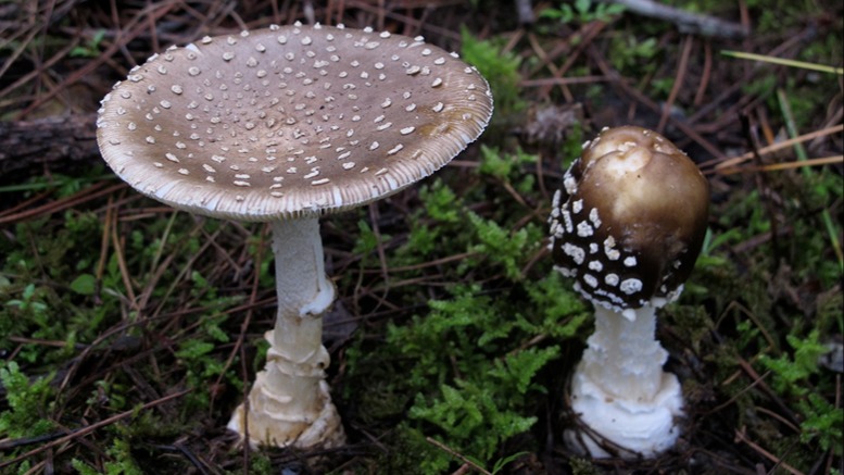 捡菌子虽快乐，但吃菌子要小心！四川疾控最新提醒→