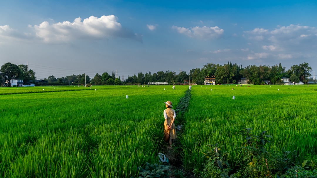 图说温江丨秋风拂过  稻海里说丰年