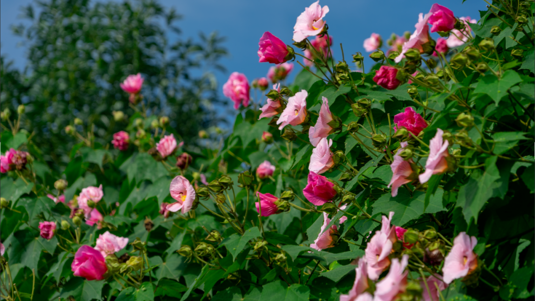 花重锦官城！小金邀你一睹芳“蓉”~