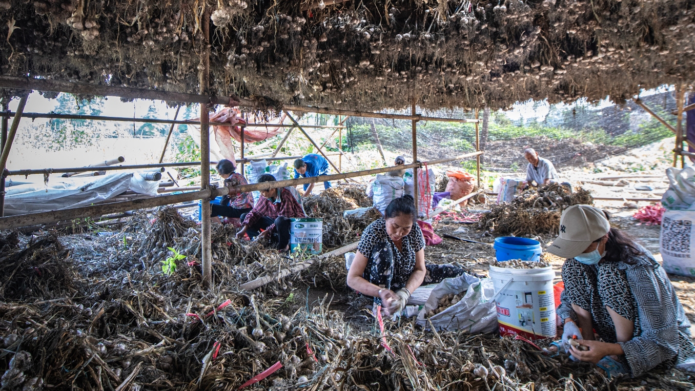 大蒜喜丰收 蒜农忙“蒜”计