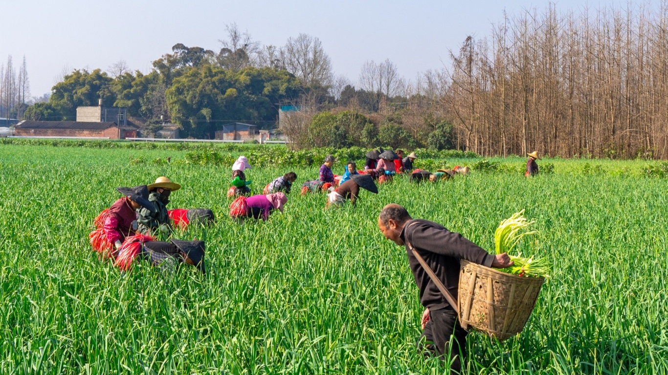 万物皆可搭！首创“大蒜咖啡” 香了乡村富了乡民