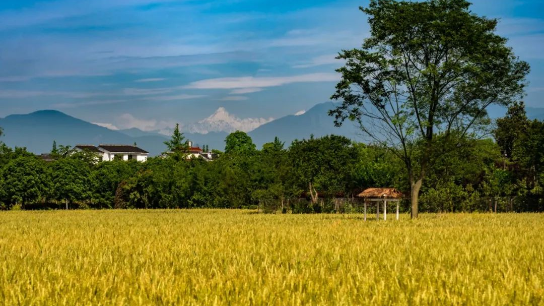 风࿐吹࿐麦࿐浪࿐，五月温江的麦田，每一帧都是大片→（文末有福利）