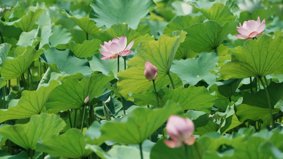 出片率100%！温江“夏日顶流”，开了！