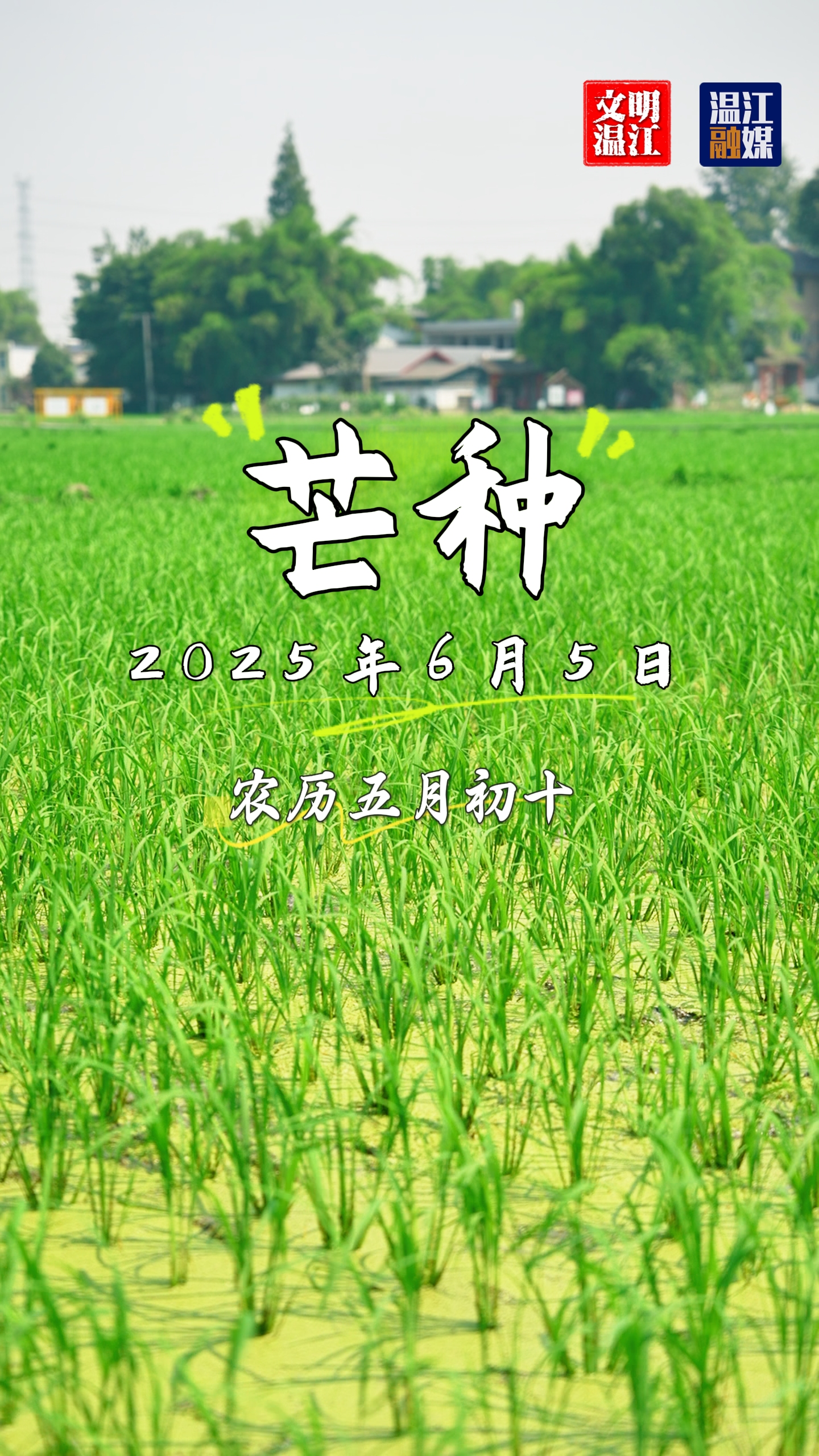 二十四节气芒种