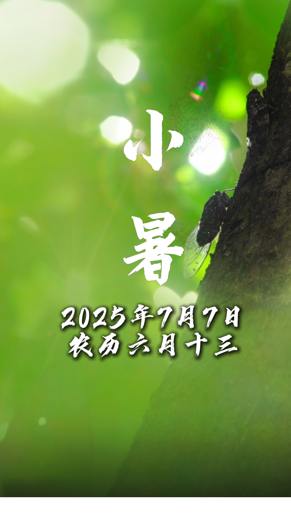 今日小暑