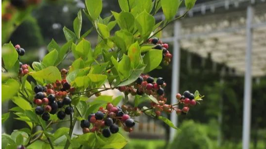 打开→夏日“莓”好时光