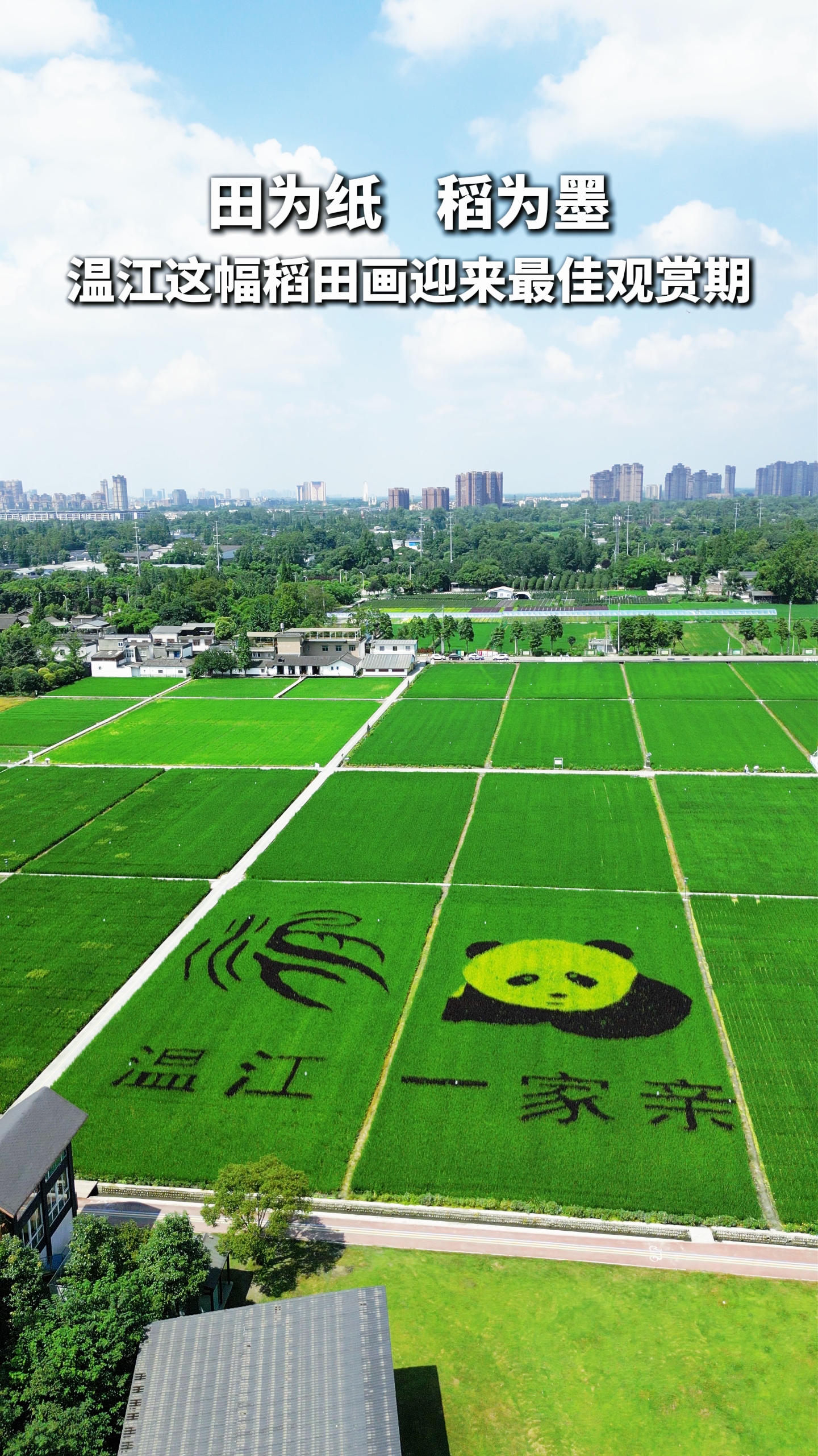2025.7.12田为纸 稻未墨 温江这副稻田画迎来最佳观赏期