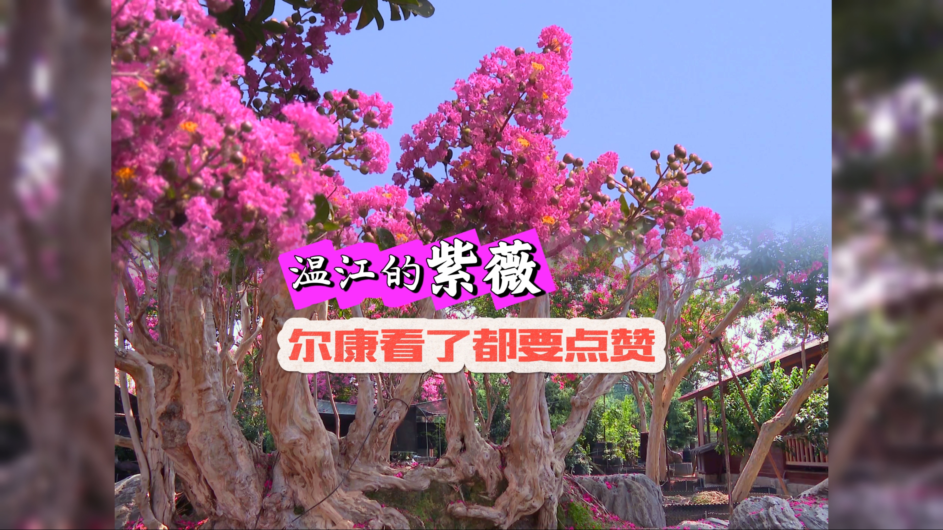 温江的紫薇，尔康看了都要点赞