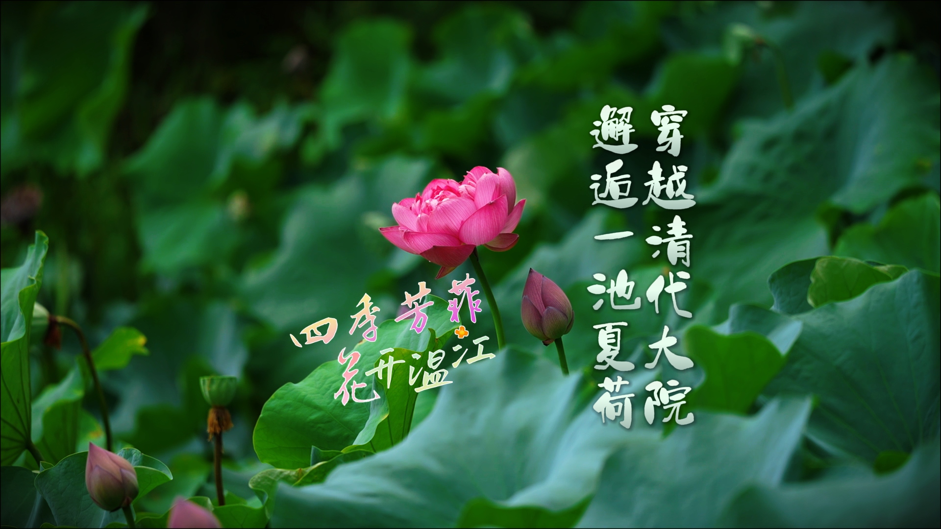 穿越清代大院~邂逅一池夏荷#四季芳菲~花开温江#荷花#温江四季#这里是温江