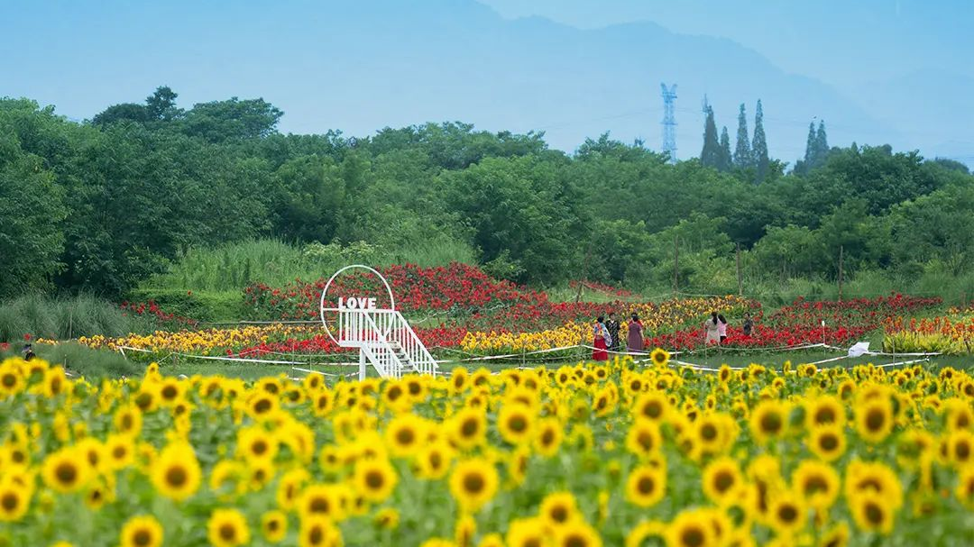 “金”夏限定！在温江，邂逅向日葵花海→