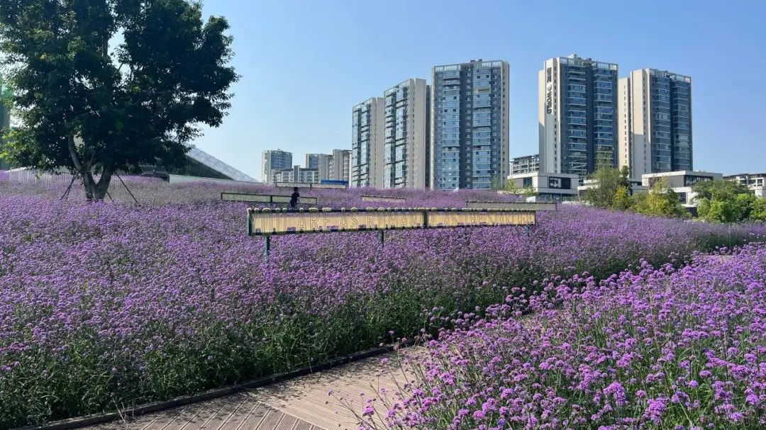 二次盛放！温江这片紫色花海点亮盛夏浪漫→