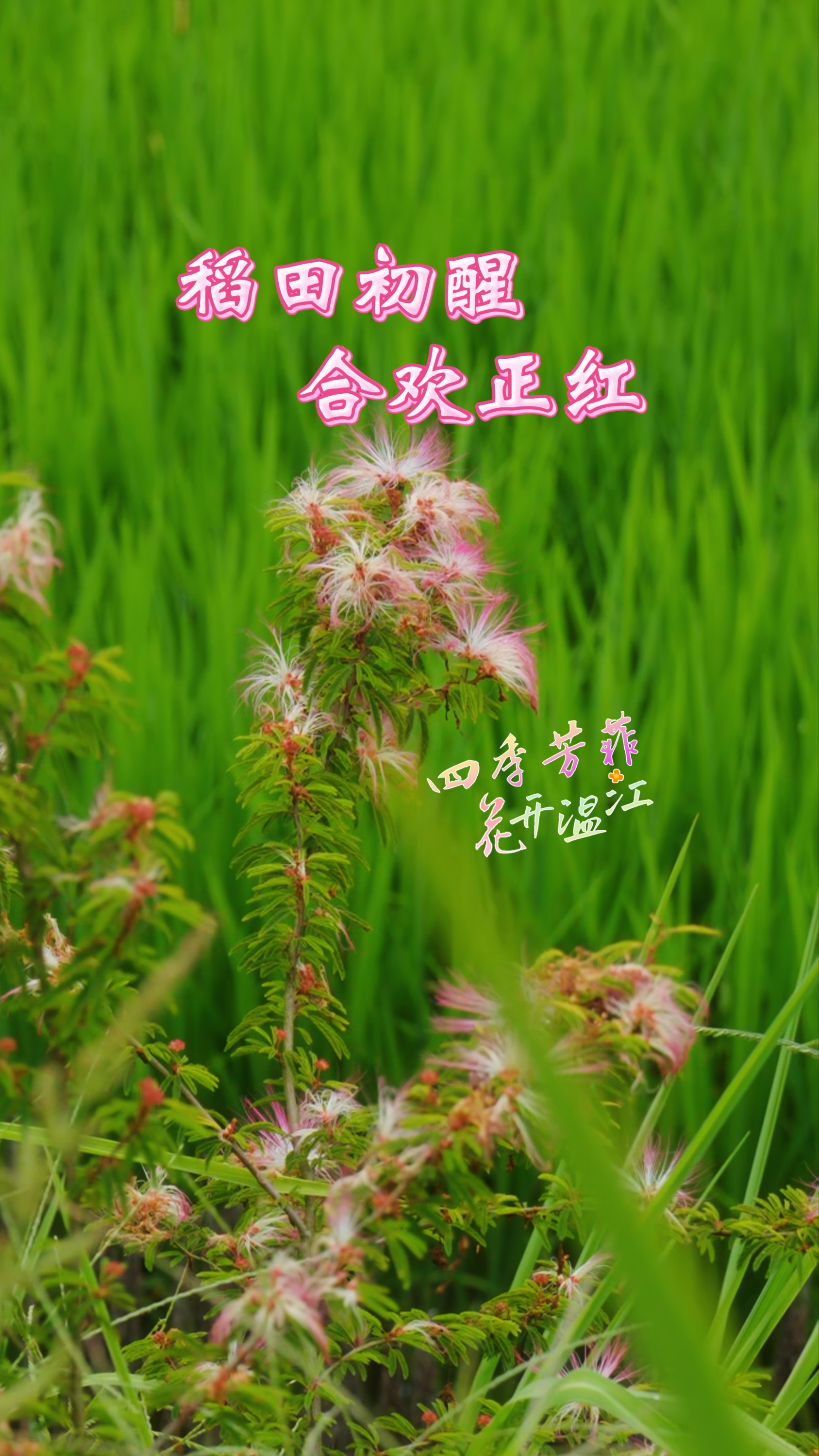 稻田初醒，合欢正红