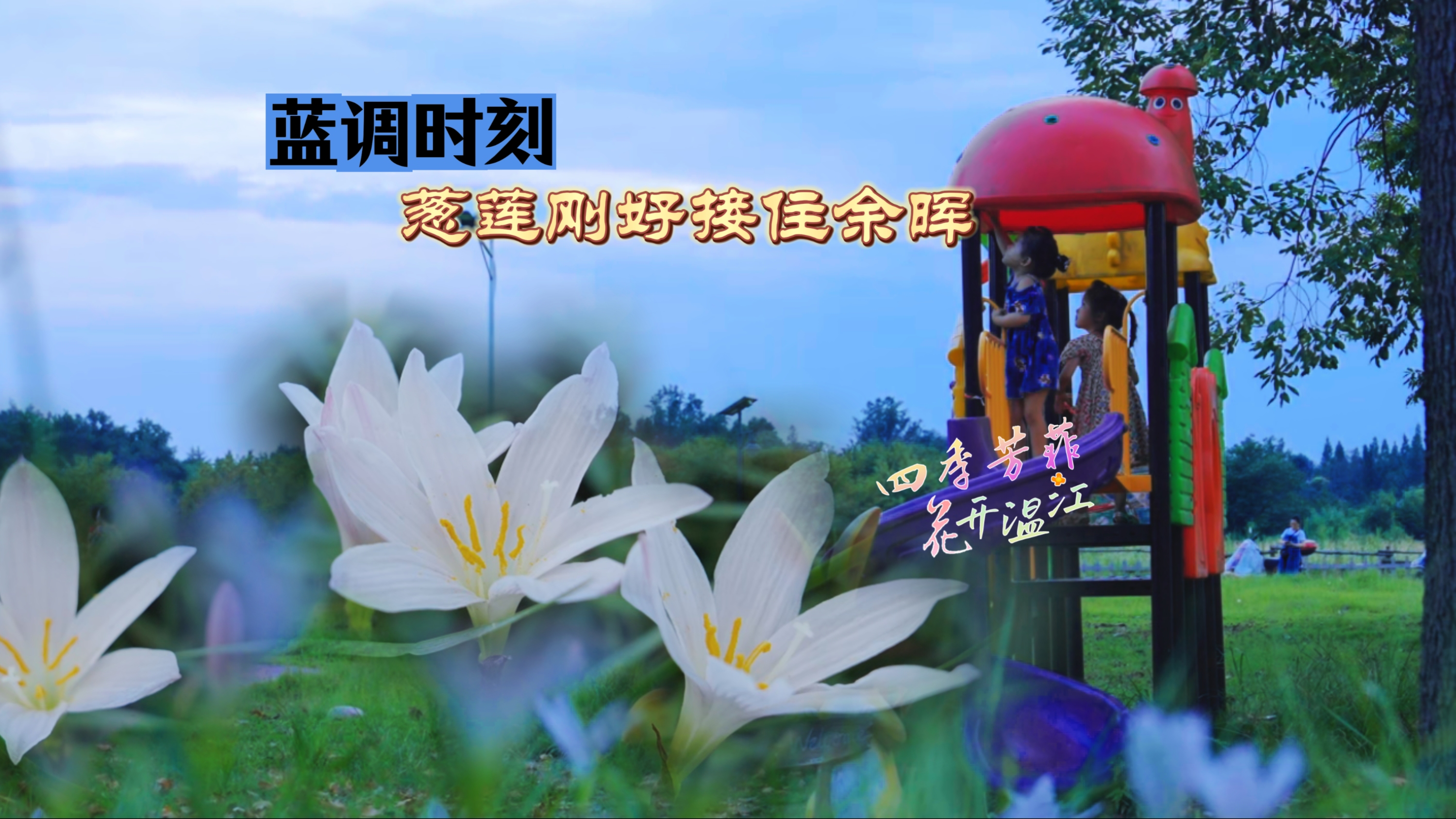 蓝调时刻，葱莲刚好接住余晖