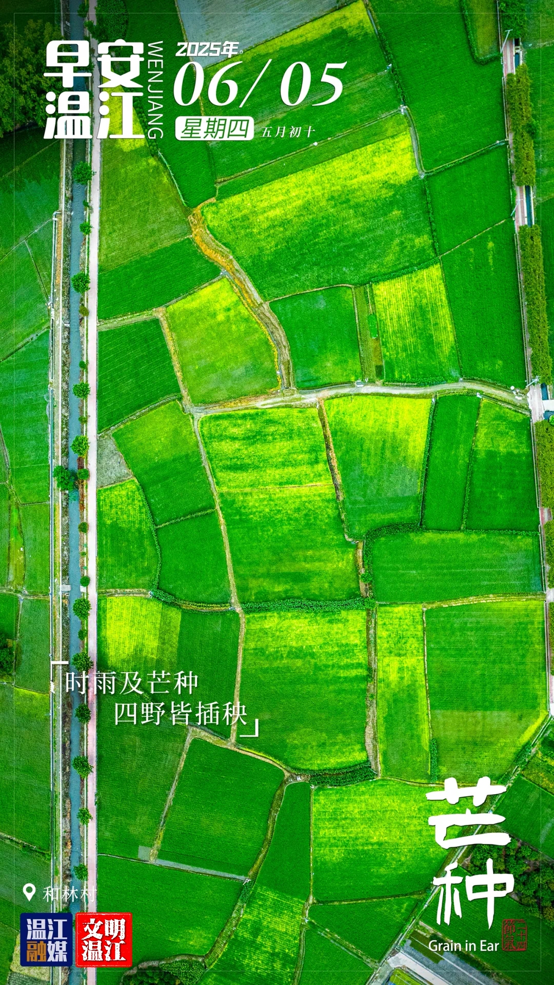 早安温江 | 芒种