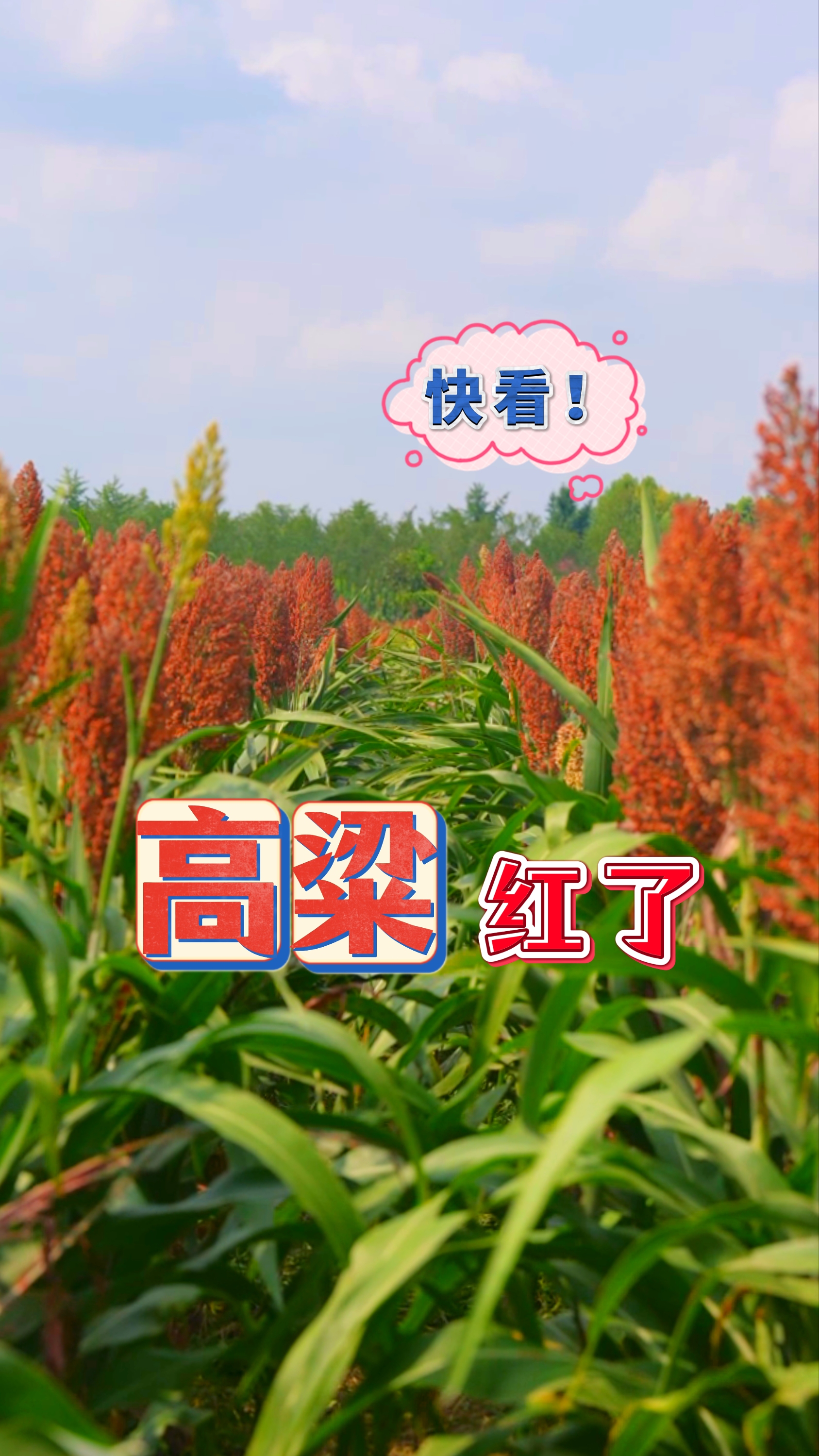 快看，高粱红了