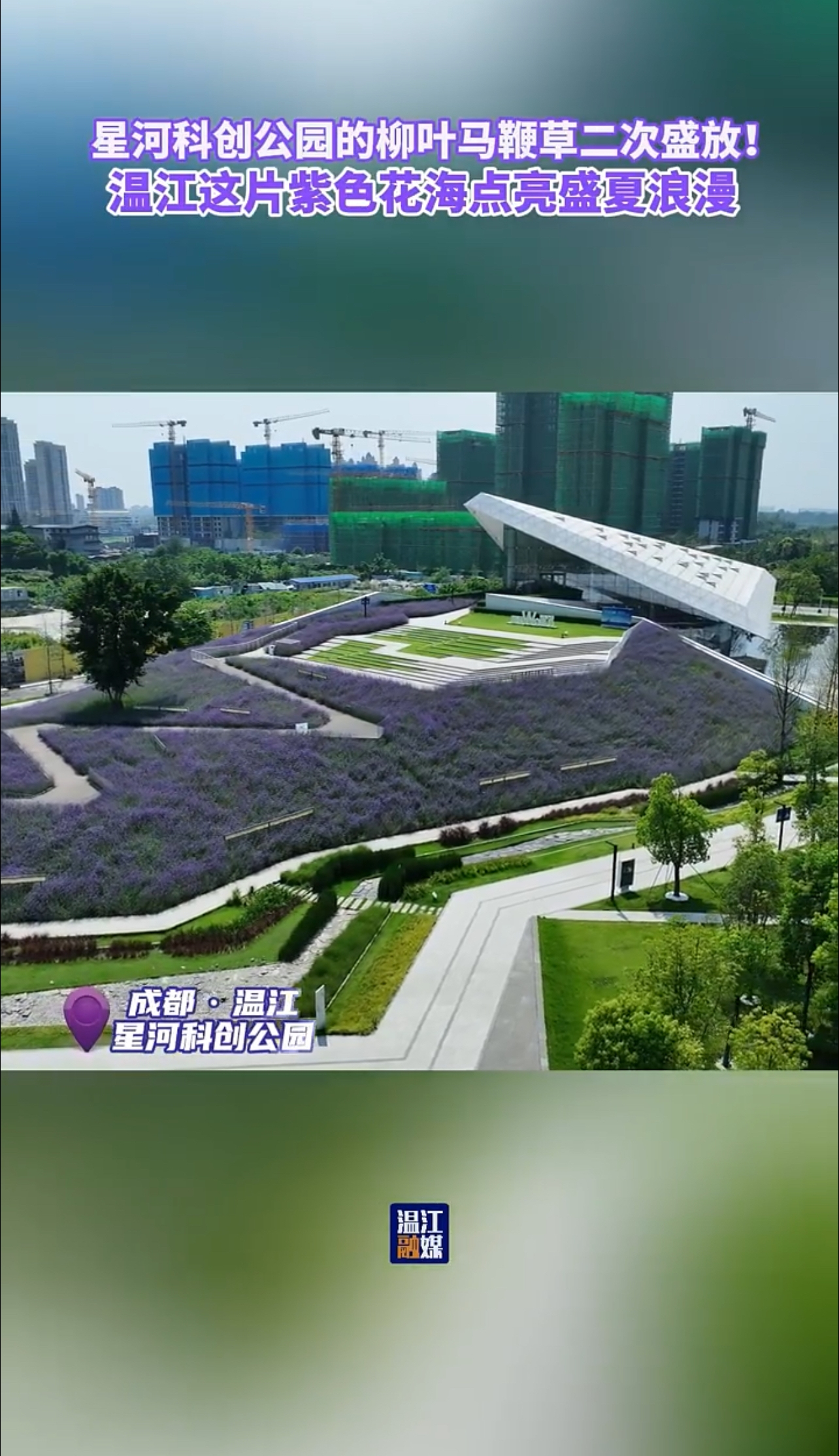 星河科创公园的柳叶马鞭草二次盛放！温江这片紫色花海点亮盛夏浪漫