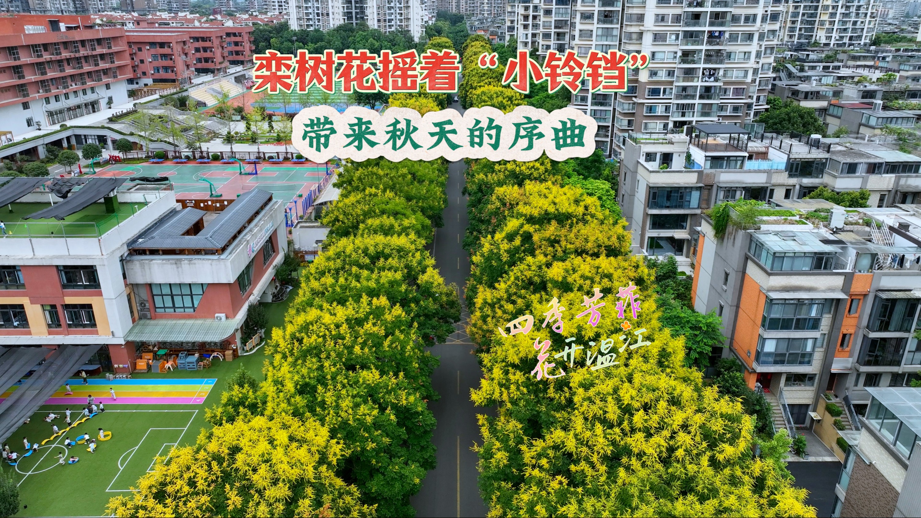 栾树花摇着“小铃铛”，带来秋天的序曲