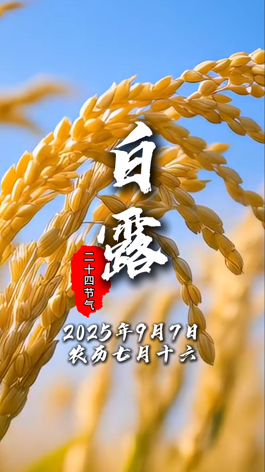 今日白露#二十四节气#温江四季#这里是温江