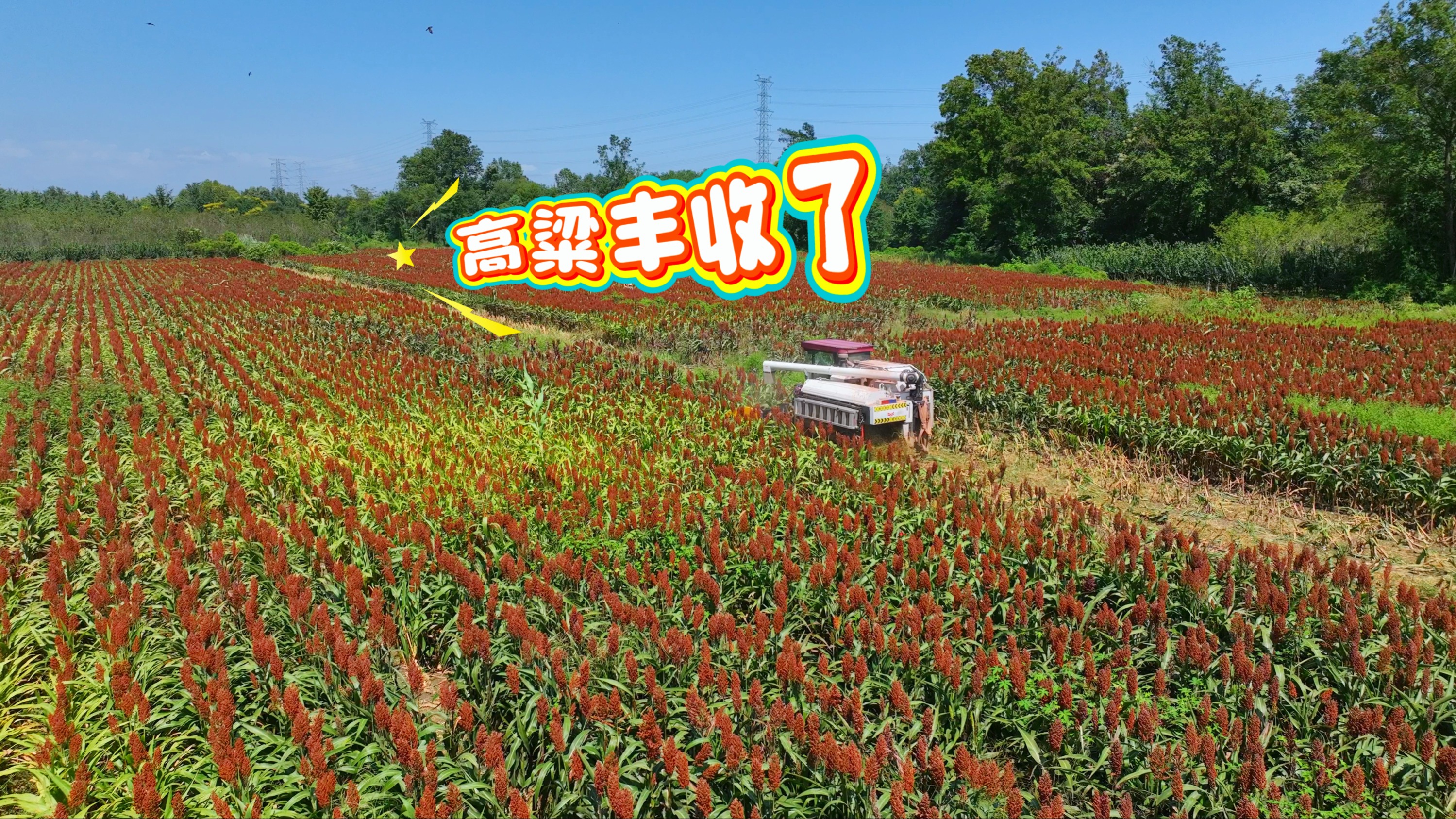 高粱丰收了！