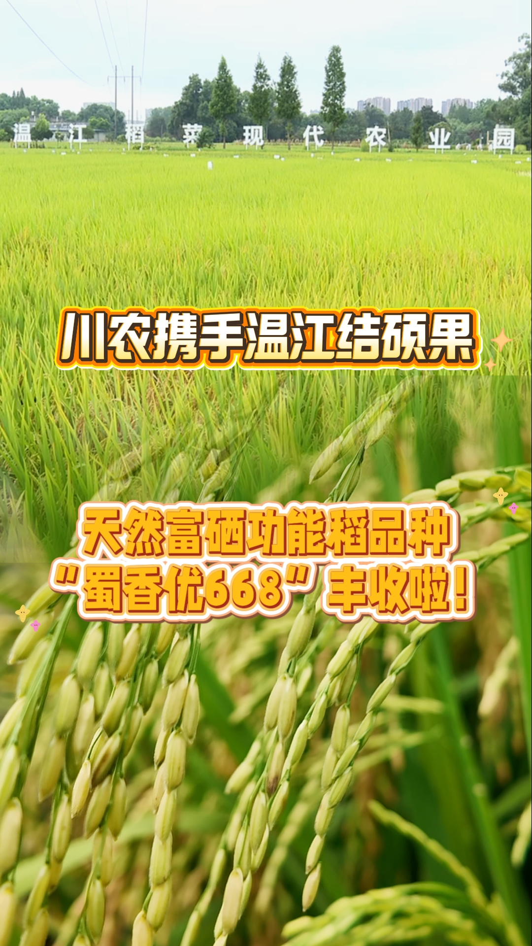 天然富硒功能稻品种“蜀香优668”丰收啦！#中国农民丰收节#现代都市农业#温江国家农业科技园区#天府粮仓#这里是温江