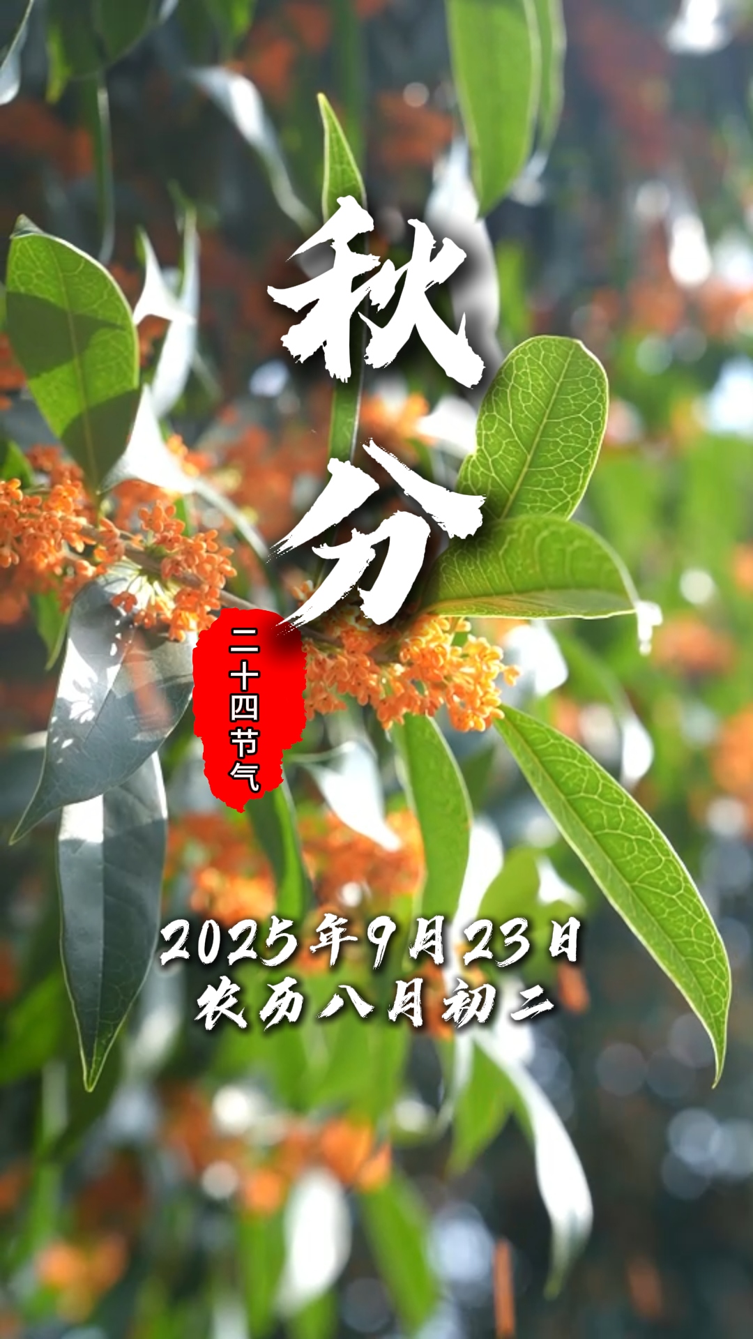 今日秋分#二十四节气#温江四季#这里是温江