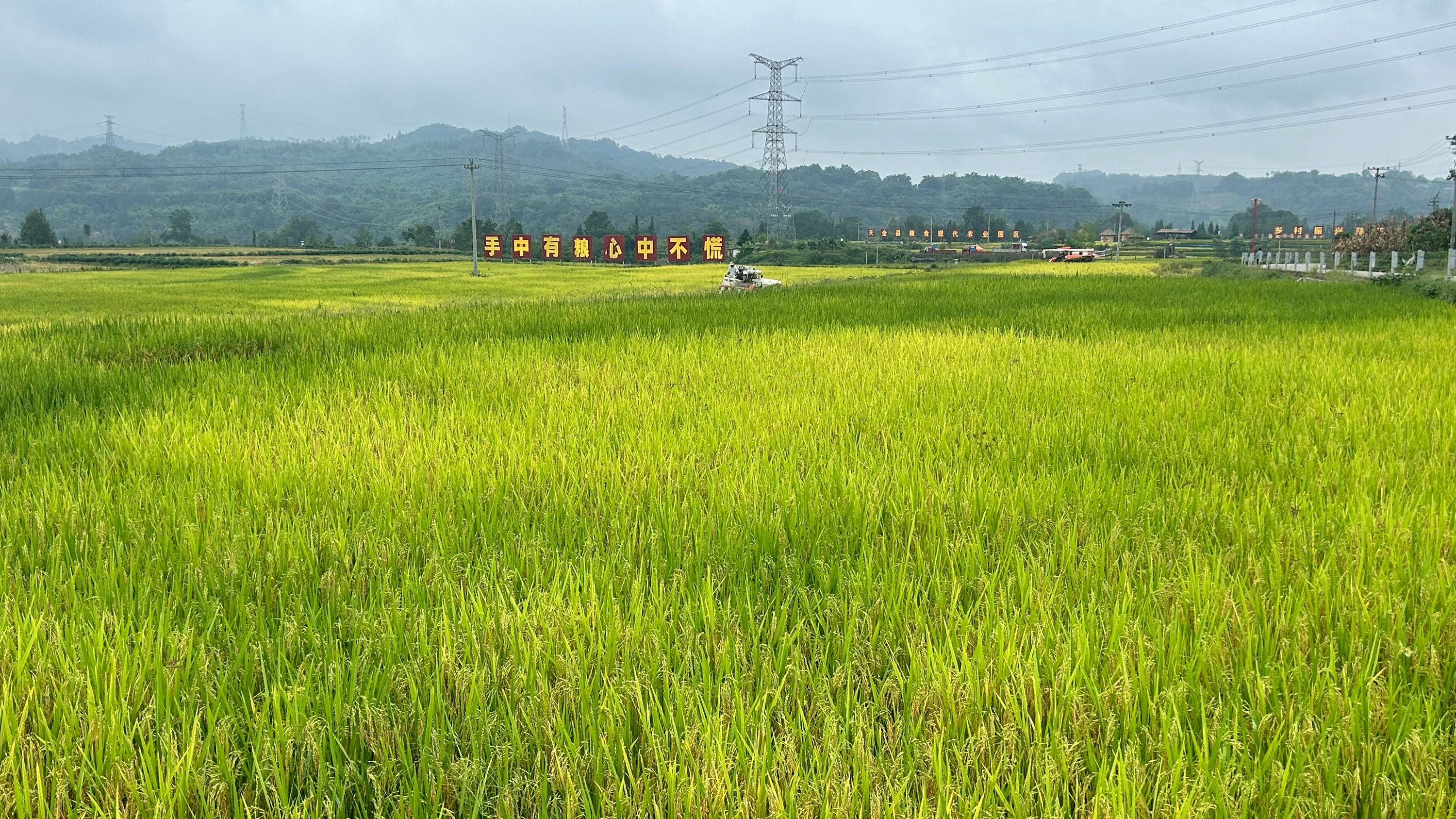 全川种植近600亩！这款在温江研发的功能稻丰收啦～