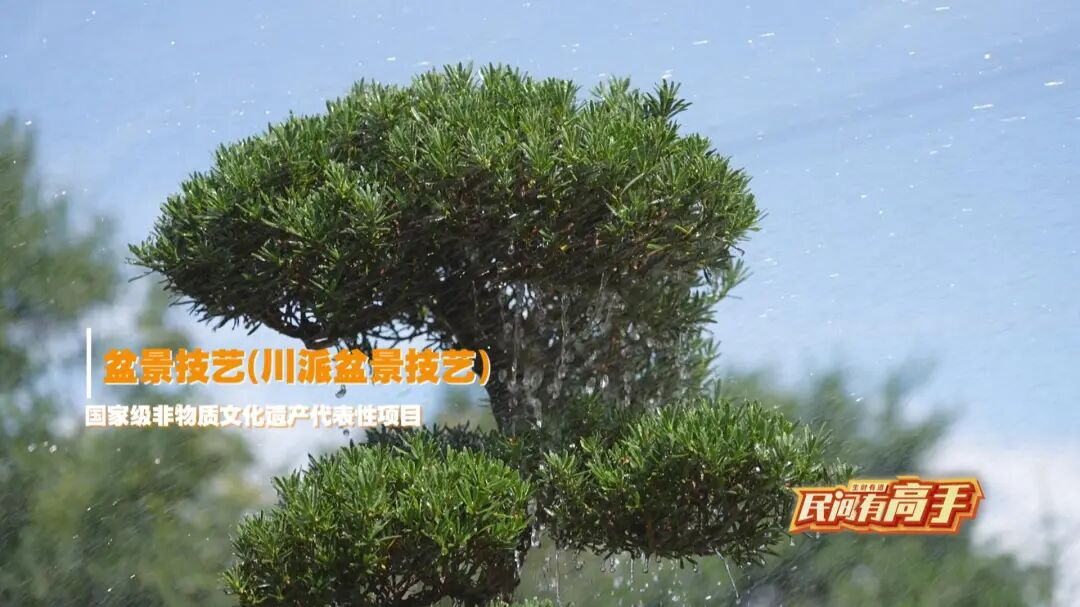 今晚19:00！CCTV-2《生财有道》揭秘温江川派盆景“点绿成金”