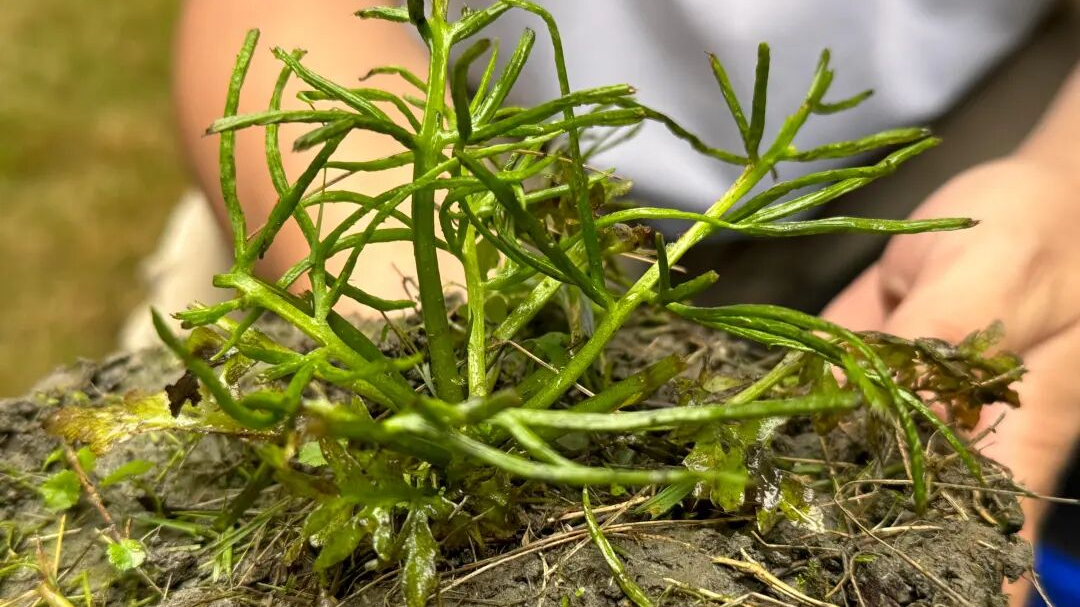 国家二级重点保护野生植物！现身温江→