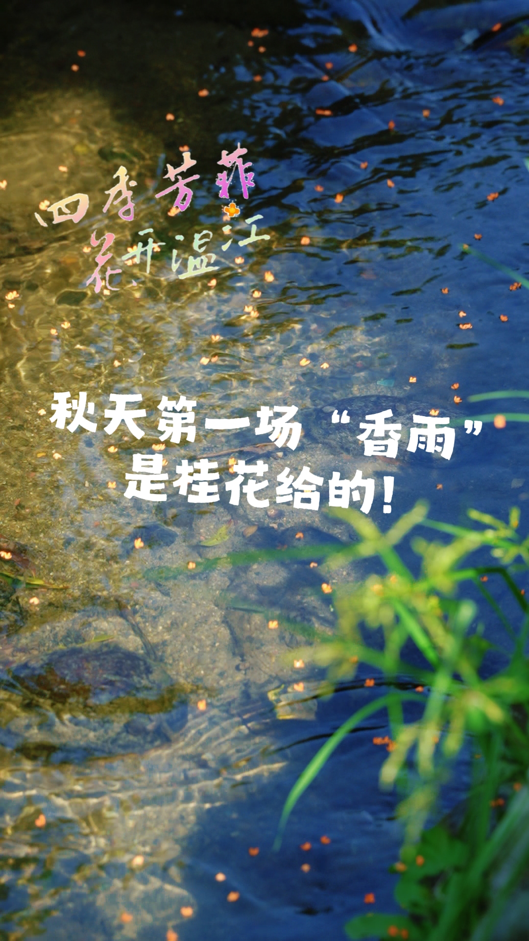 秋天第一场香雨 是桂花给的