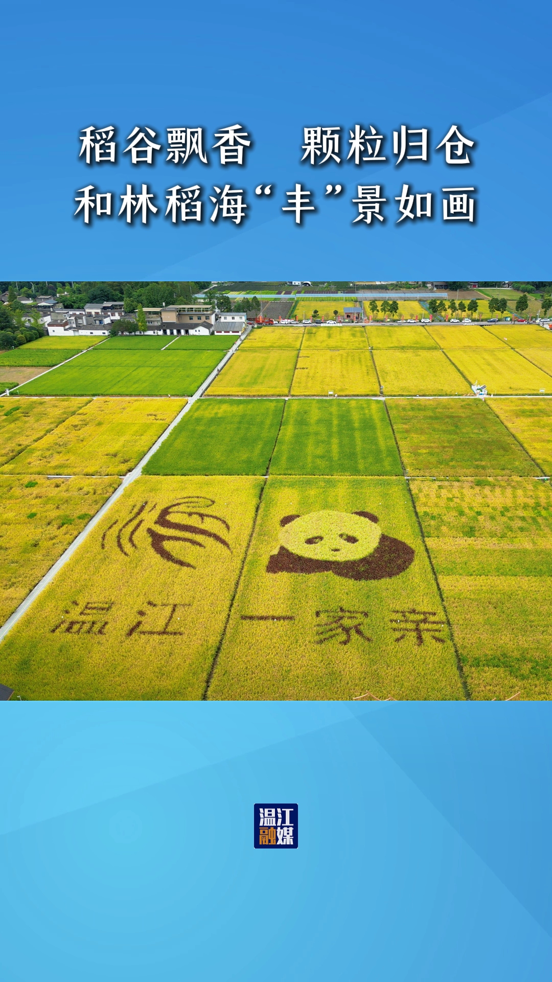 稻谷飘香颗粒归仓 和林稻海丰景如画