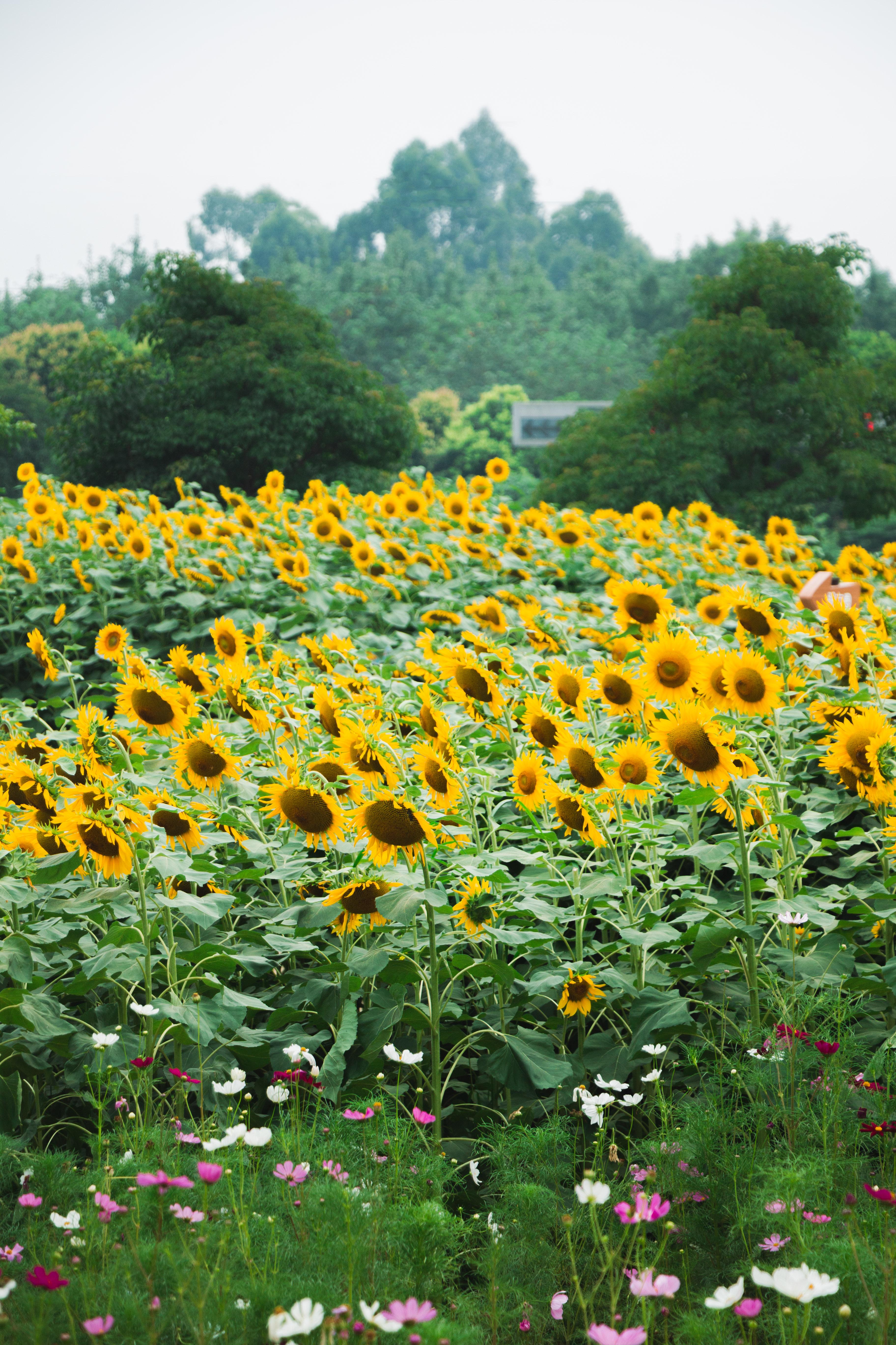 IMG_9740.jpg IMG_9740.jpg