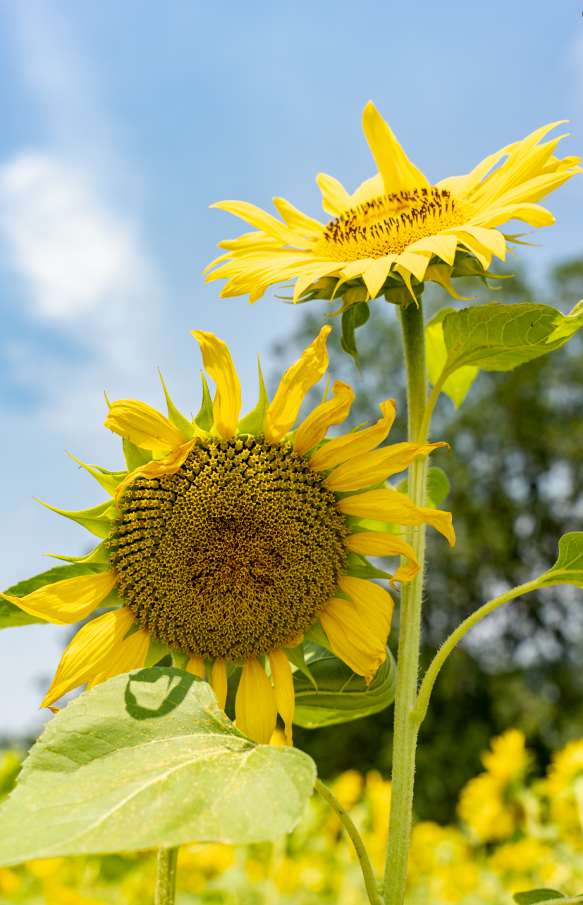 cbcc6517-77cc-4463-8024-cff79aed2a7e.png cbcc6517-77cc-4463-8024-cff79aed2a7e.png