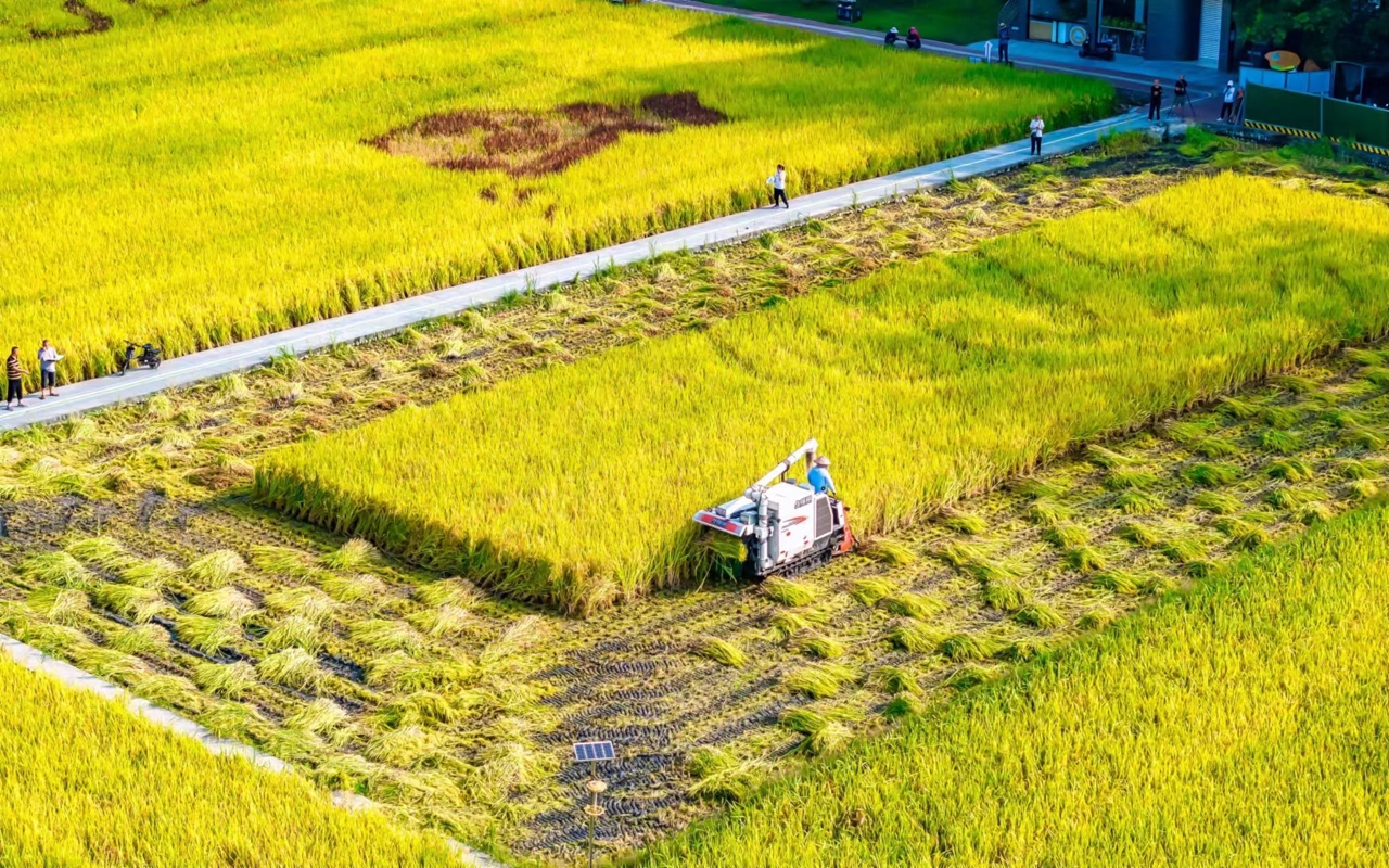 20230911和林村收割稻田.jpg 20230911和林村收割稻田.jpg