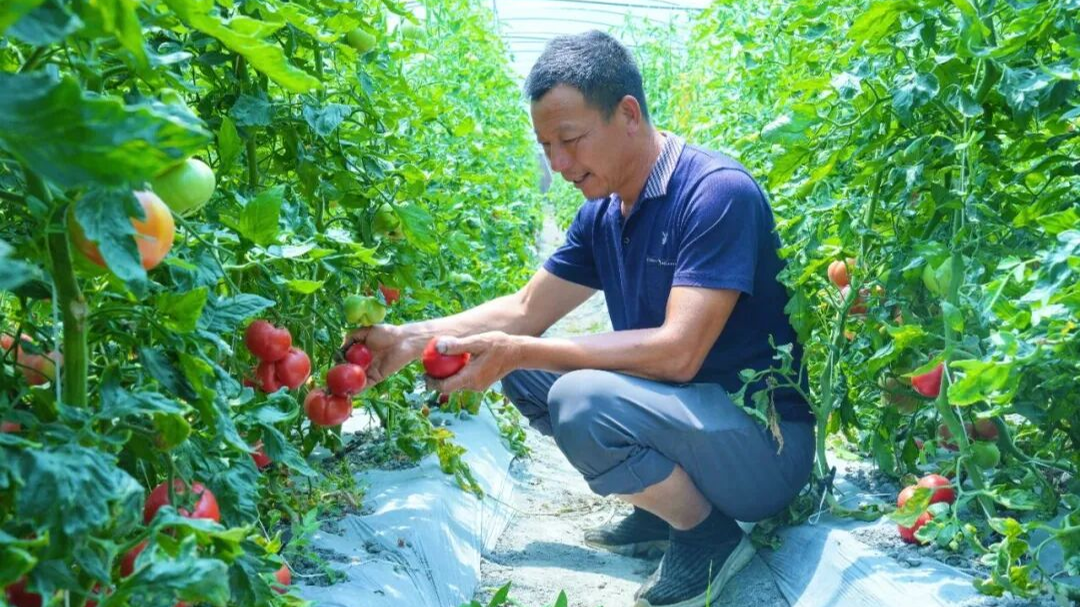 周末约！来温江摘番茄啦～