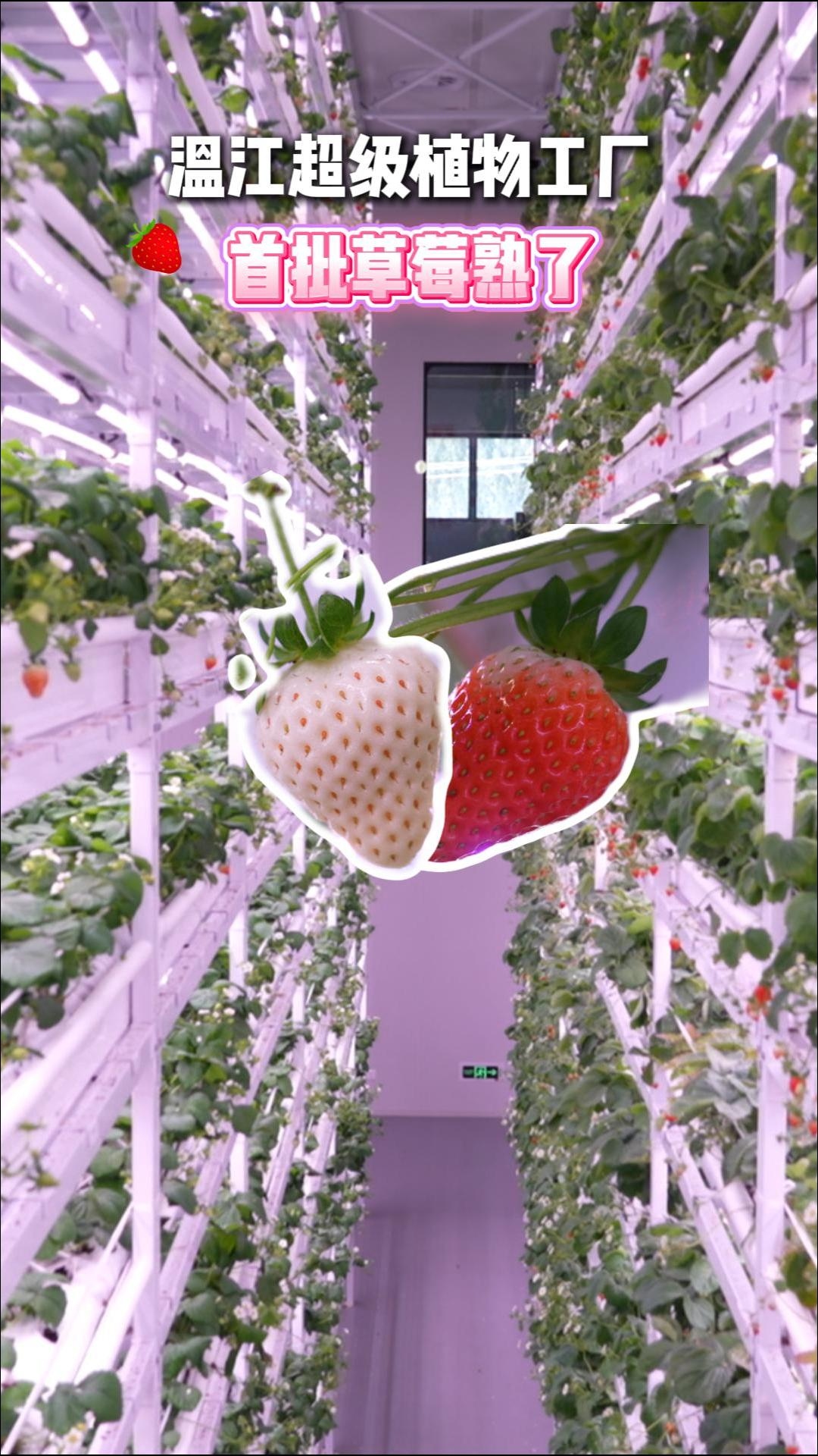 温江超级植物工厂的首批草莓熟了
