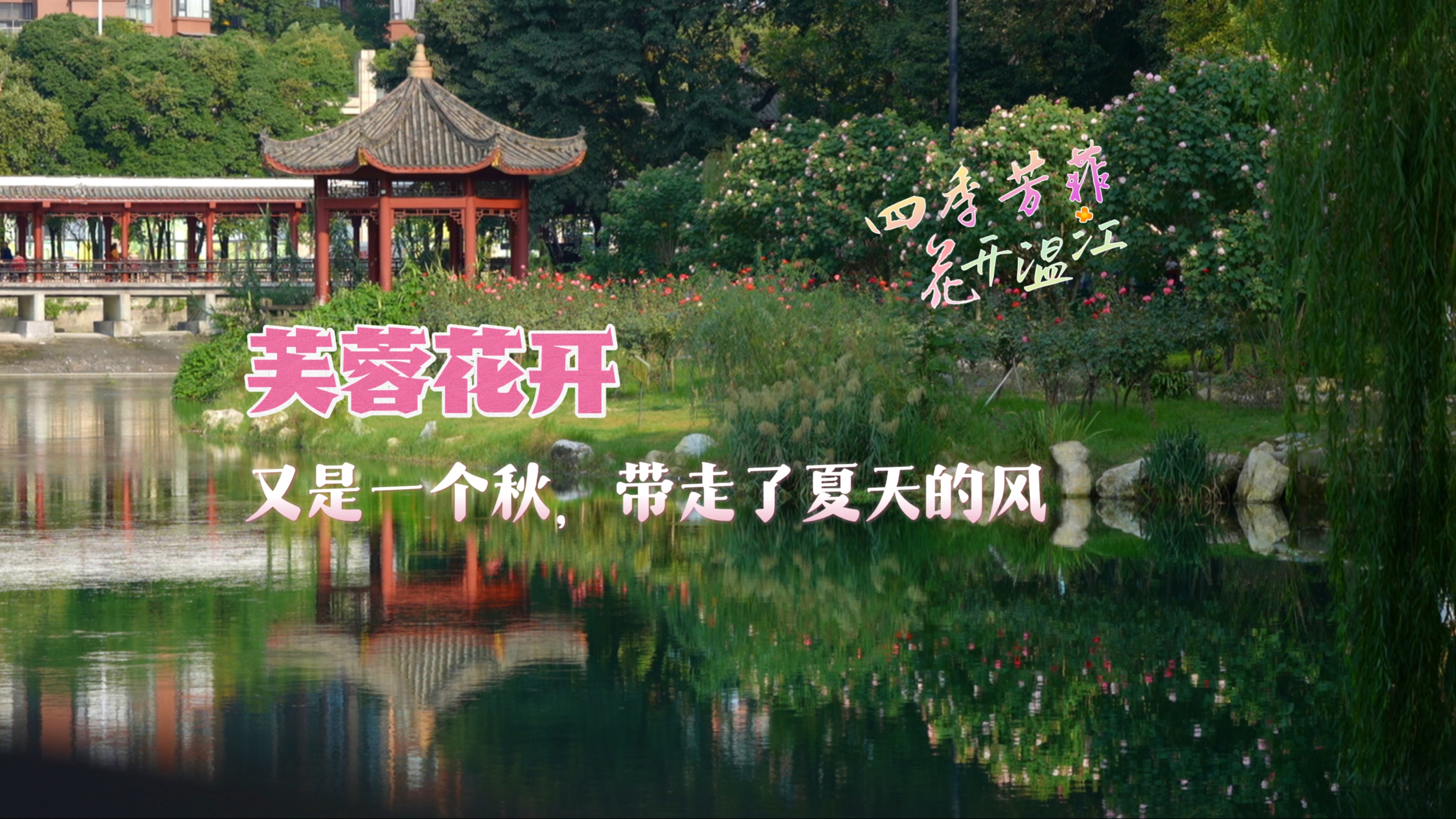 芙蓉花开～又是一个秋，带走了夏天的风
