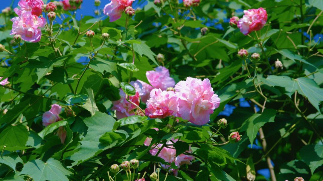 芙蓉开爆深秋！快出门打卡一城锦绣~