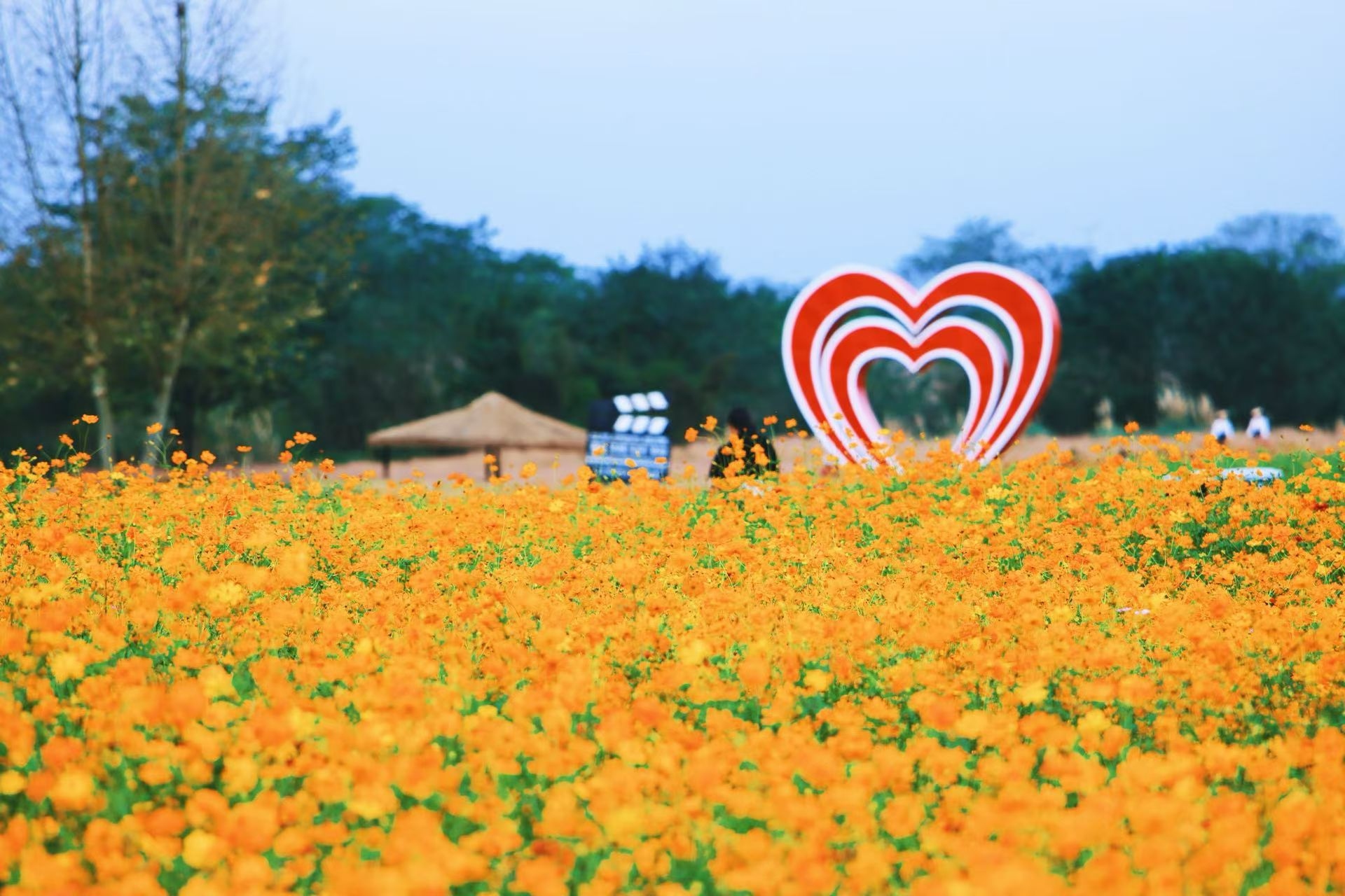 温江这个花海又换“新衣服”了~