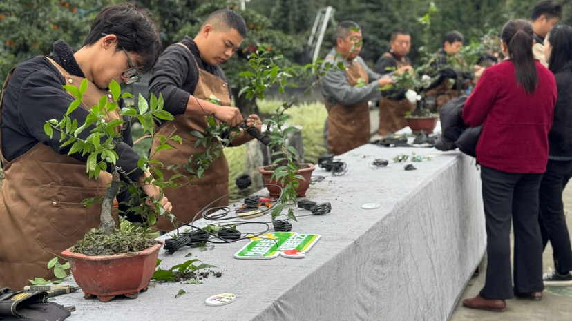 重阳敬老情意浓 蟠扎技艺共传承