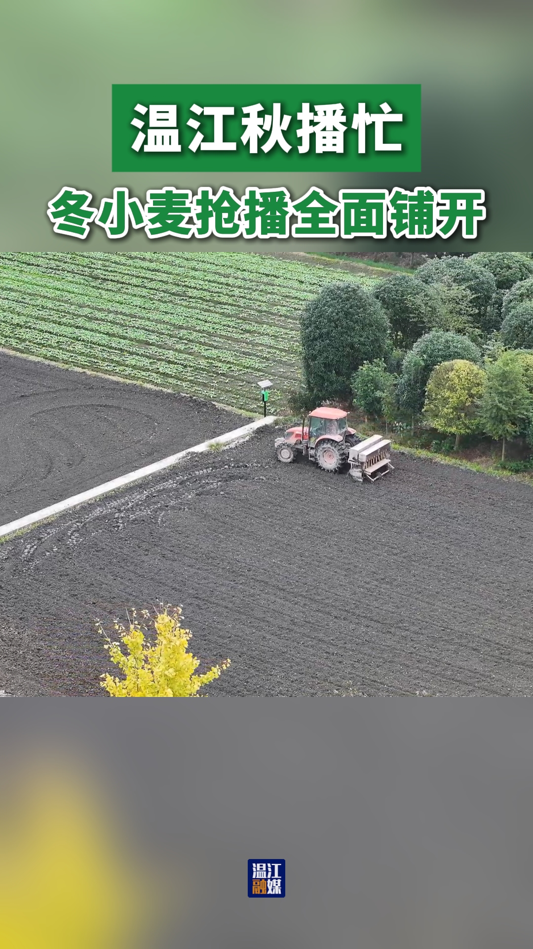 温江秋播忙~冬小麦抢播全面铺开#这里是温江