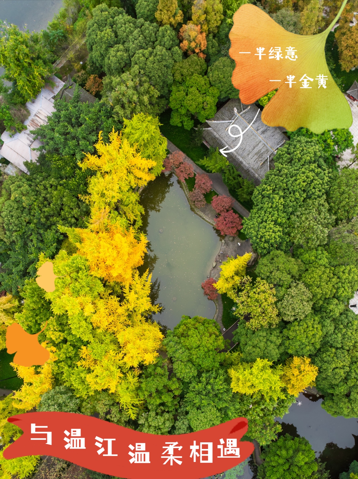 一半绿意🍃 一半金黄🍂！慢慢与温江温柔相遇