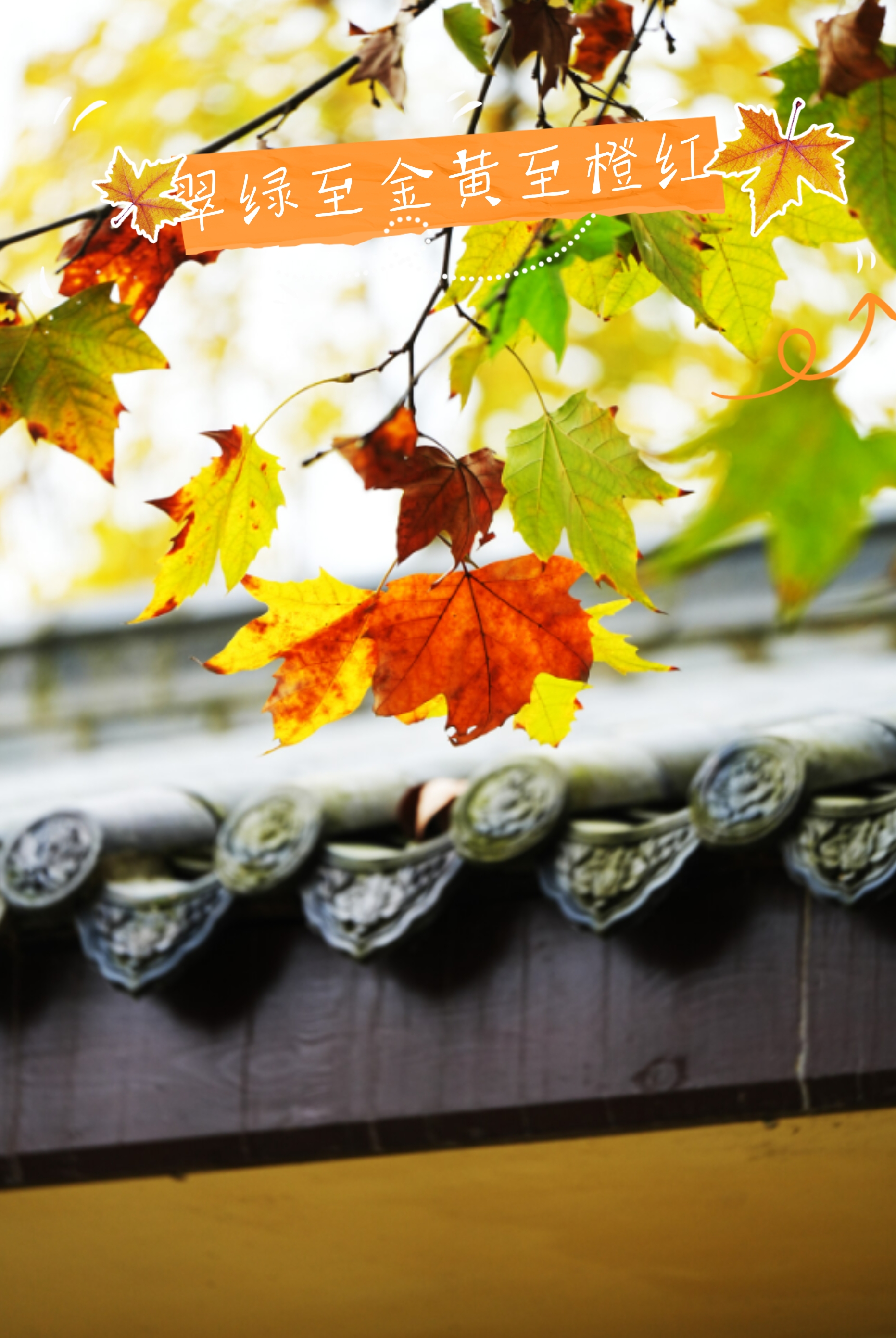 副本_副本_秋日踏秋小红书封面__2025-11-20+14_58_47.png