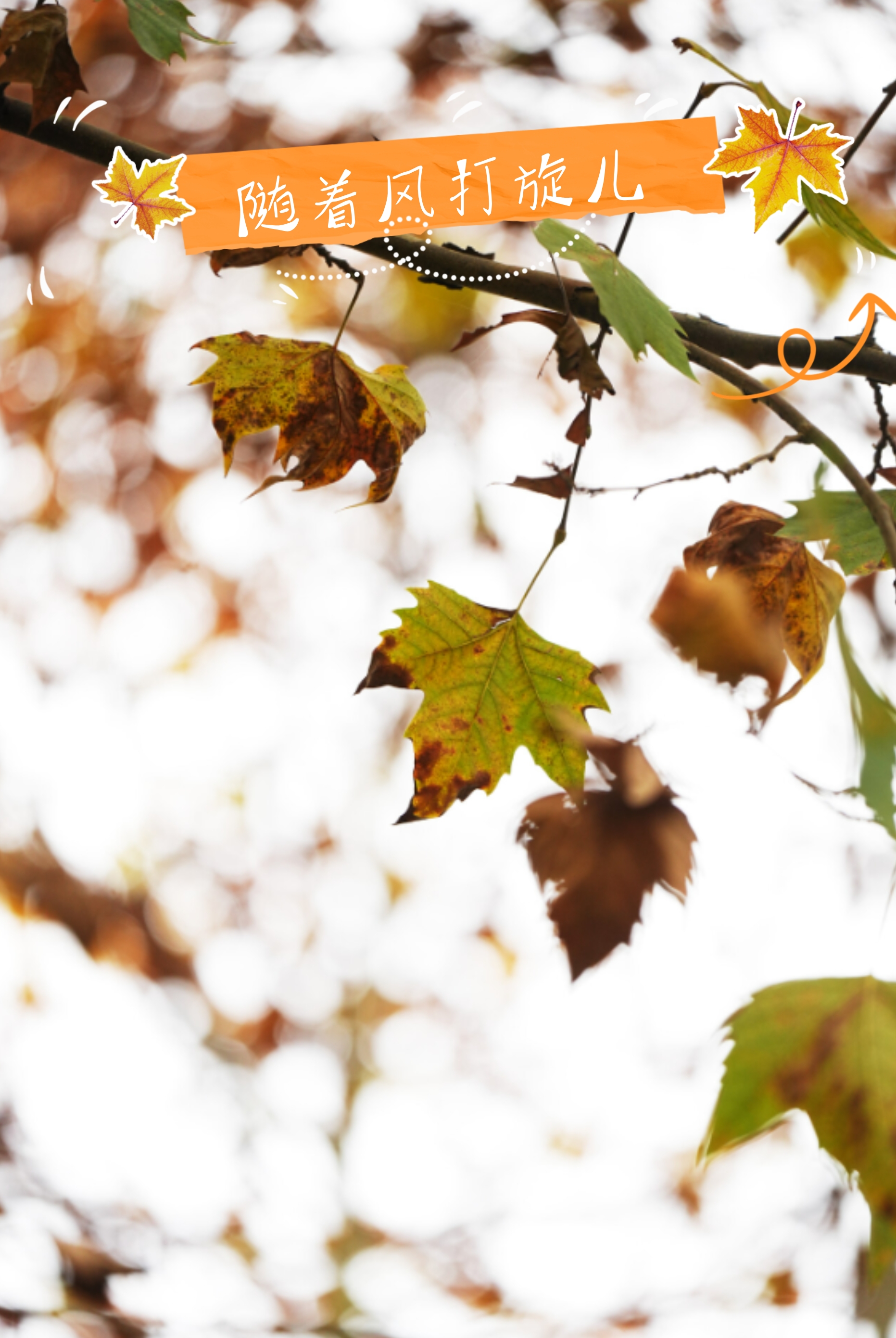 副本_副本_秋日踏秋小红书封面__2025-11-21+10_28_16.png