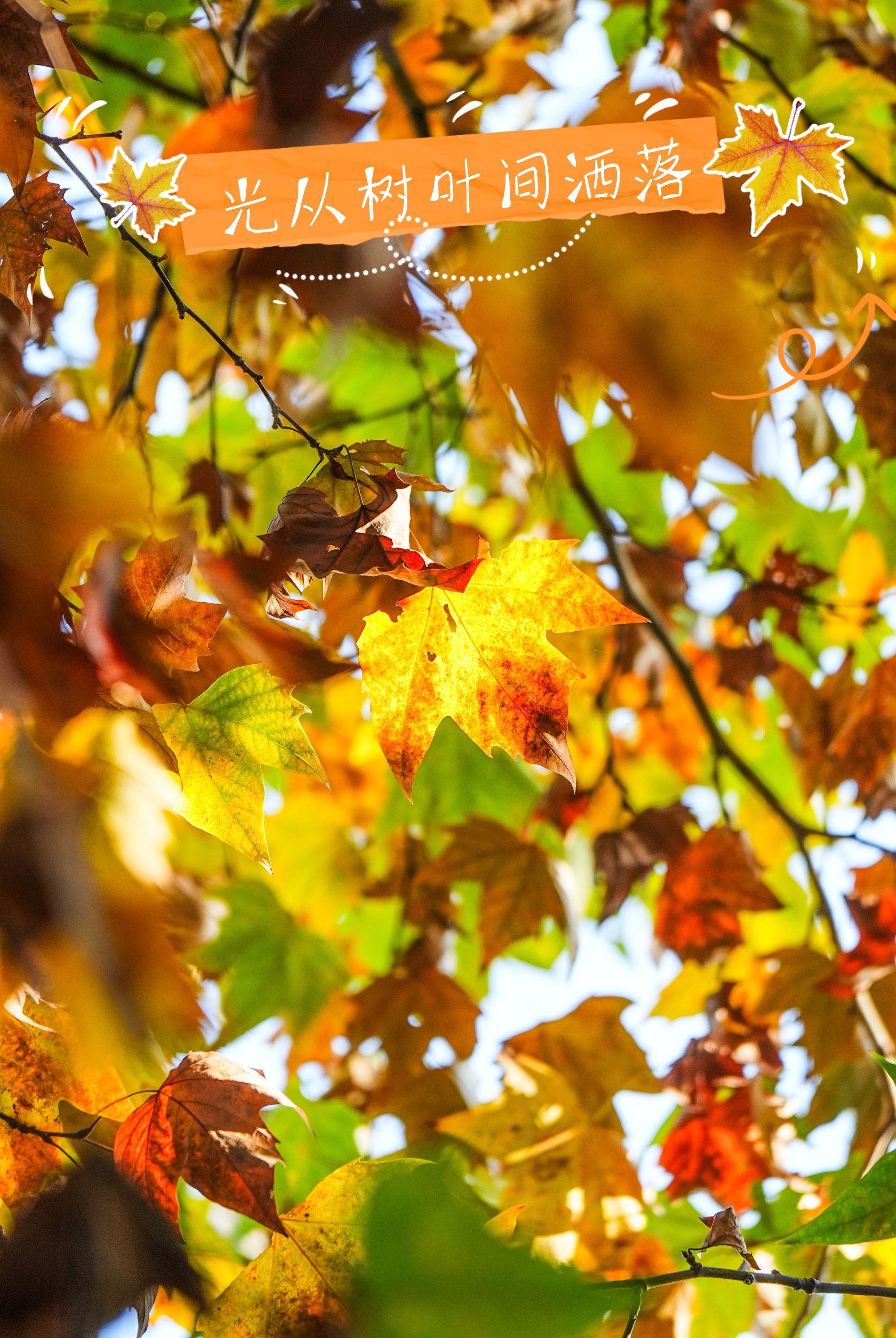 副本_秋日踏秋小红书封面__2025-11-21+10_32_22.png