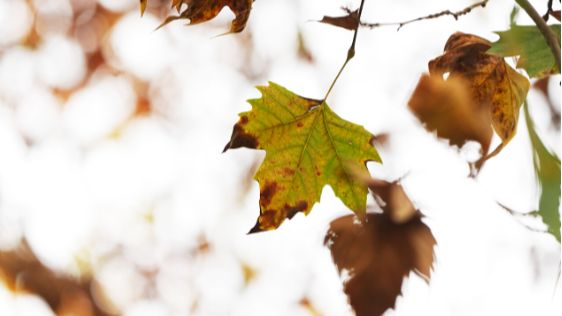 成都的初冬“天花板”！错过等一年！