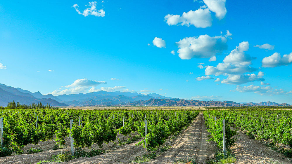 “熊猫伙伴·宁味臻品”特色农产品推介会将在成都启幕